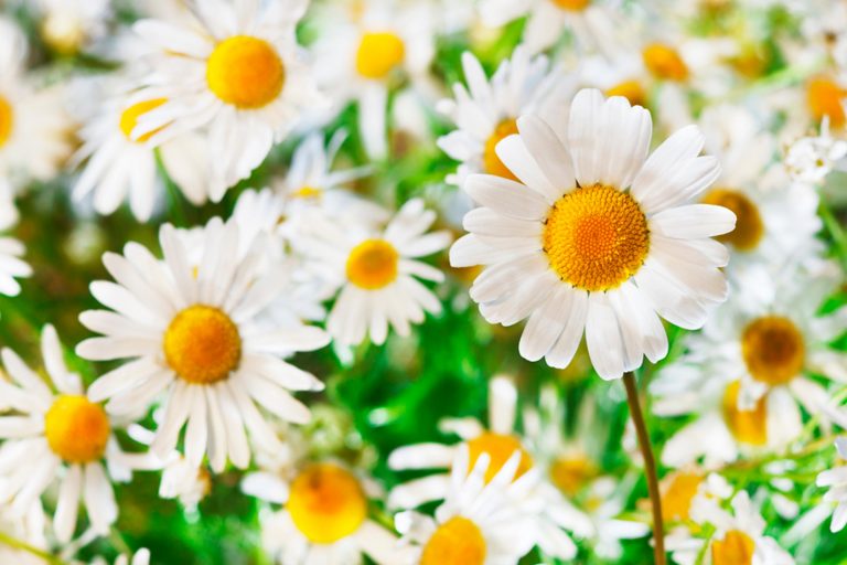 Homeopathy for Allergies