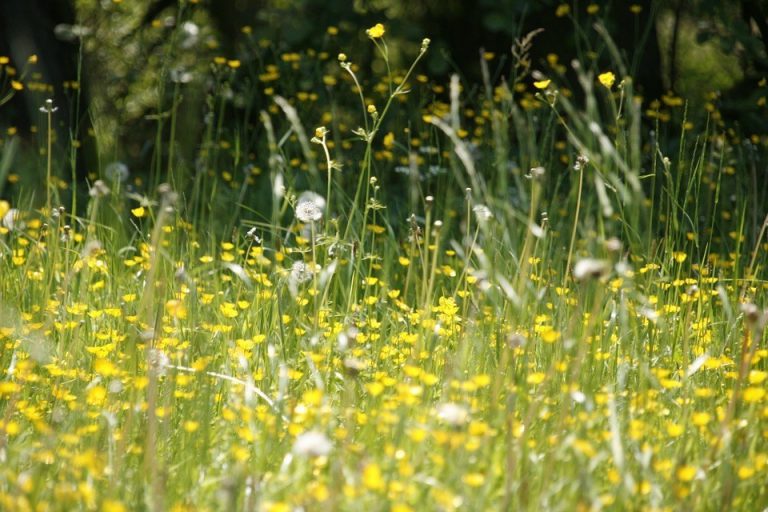 Heal Allergies Naturally